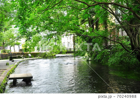 静岡県三島市 源兵衛川広瀬橋付近の水辺 静岡県三島市 源兵衛川広瀬橋付近の水辺 70240988