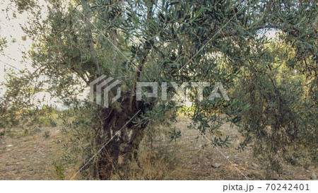 Olive tree with old textured  trunk. Old olive trees with intertwined. Traditional plantation of olive trees in Turkey 70242401