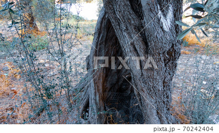 Olive tree with old textured trunk. Old olive trees with intertwined. Traditional plantation of olive trees in Turkey Olive tree with old textured trunk. Old olive trees with intertwined. Traditional plantation of olive trees in Turkey 70242404