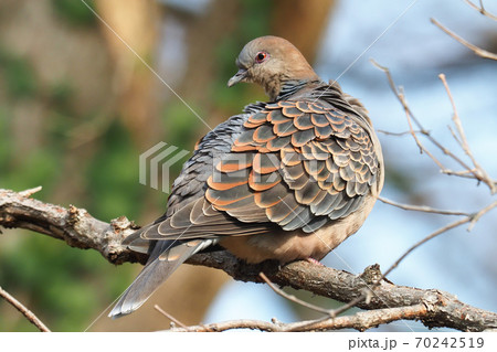 キジバト 70242519