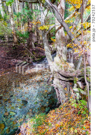 九重連山の東麓、黒岳原生林で湧く男池湧水群の紅葉 70242537