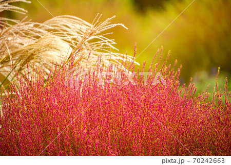 紅葉したコキア、ホウキギ、ほうき草、ホウキギ 70242663