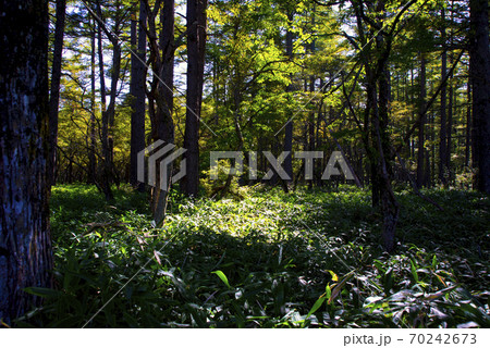 日光・赤沼から小田代ヶ原へのハイキングコース 70242673
