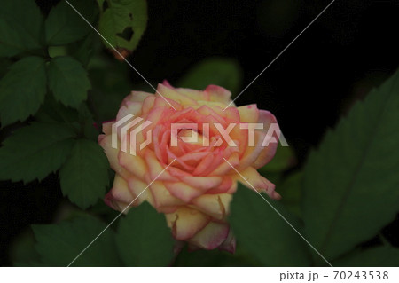 荒尾市　荒おもやい市民花壇　バラの花、 70243538