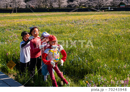 （静岡県）松崎町・田んぼをつかった花畑　案山子 70243948