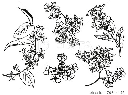 Set of hand drawn tiny flowers and leaves Set of hand drawn tiny flowers and leaves 70244192
