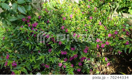 Unripe and immature olives with leaves in olive tree. Untouched olives hanging from the branch of the old olive tree 70244334