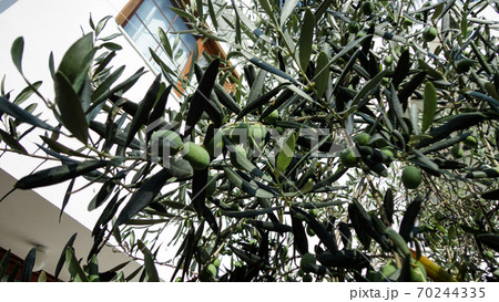 Unripe and immature olives with leaves in olive tree. Untouched olives hanging from the branch of the old olive tree 70244335