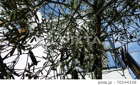 Unripe and immature olives with leaves in olive tree. Untouched olives hanging from the branch of the old olive tree 70244336