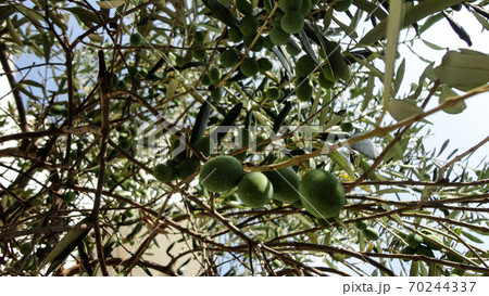 Unripe and immature olives with leaves in olive tree. Untouched olives hanging from the branch of the old olive tree 70244337