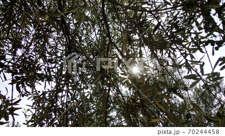 Unripe and immature olives with leaves in olive tree. Untouched olives hanging from the branch of the old olive tree 70244458