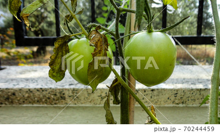 Unripe and immature olives with leaves in olive tree. Untouched olives hanging from the branch of the old olive tree Unripe and immature olives with leaves in olive tree. Untouched olives hanging from the branch of the old olive tree 70244459