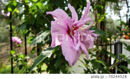 Purple bougainvillea flower isolated on natural green background Purple bougainvillea flower isolated on natural green background 70244528