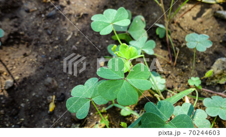 fresh green leaf close-up waiting for autumn at natural background fresh green leaf close-up waiting for autumn at natural background 70244603