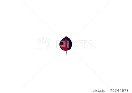 beautiful autumn leave isolated on white background beautiful autumn leave isolated on white background 70244673