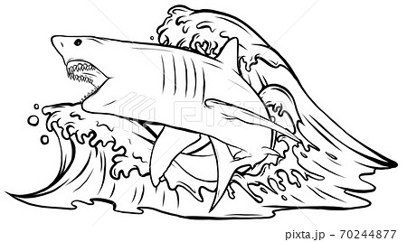 cartoon vector illustration of white shark design cartoon vector illustration of white shark design 70244877
