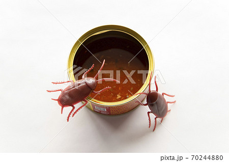 食べ残した缶詰に群がるゴキブリ 食べ残した缶詰に群がるゴキブリ 70244880