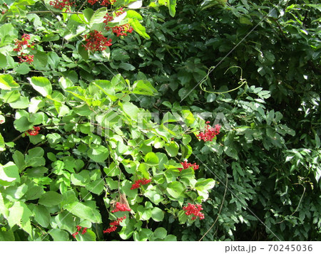 初夏に白い花を咲かせるガマズミの赤い実の写真素材