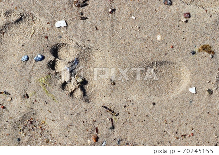 Beautiful detailed footprints in the sand of a beach during summer. Copy space background 70245155