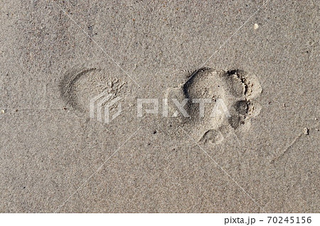 Beautiful detailed footprints in the sand of a beach during summer. Copy space background 70245156
