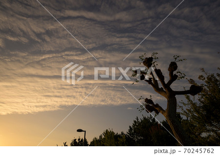 浦安市総合公園 浦安市総合公園 70245762