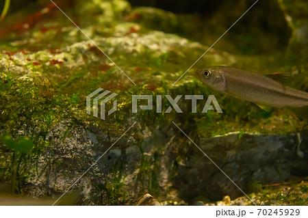 熱帯魚と緑色の苔の写真素材