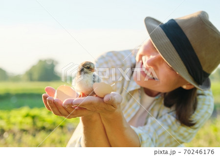 Mature woman farmer holding newborn chick in her hand Mature woman farmer holding newborn chick in her hand 70246176