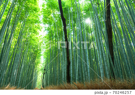 《京都府》竹林の小径・嵐山 《京都府》竹林の小径・嵐山 70246257