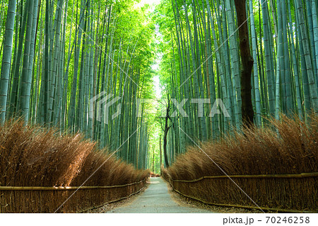 《京都府》竹林の小径・嵐山 《京都府》竹林の小径・嵐山 70246258