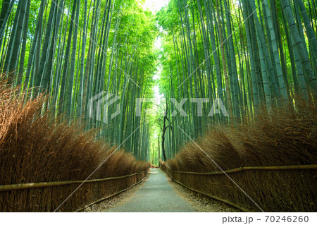 《京都府》竹林の小径・嵐山 70246260