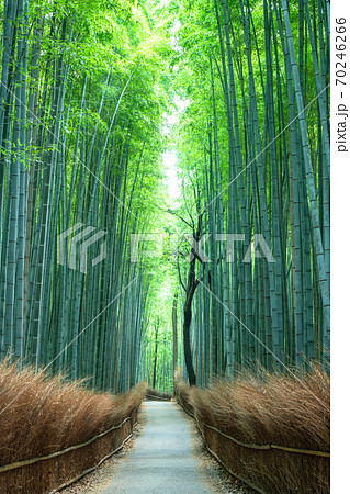 《京都府》竹林の小径・嵐山 《京都府》竹林の小径・嵐山 70246266