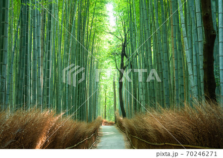 《京都府》竹林の小径・嵐山 70246271