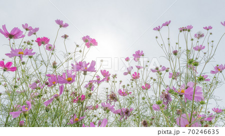 花・植物 コスモス・秋桜 70246635