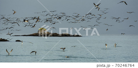 Flock of Blue Footed Boobies Dive For Fish At Sundown 70246764