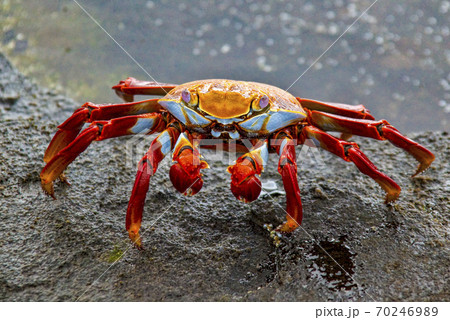 Sally Lightfoot Crab at Edge of Tidepool Sally Lightfoot Crab at Edge of Tidepool 70246989