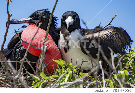 Frigatebird mated pair 70247056