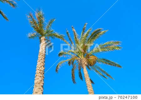 Two date palm trees on blue sky background 70247100