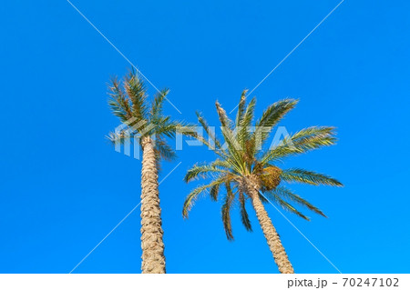 Two date palm trees on blue sky background 70247102