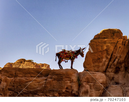 Lone Donkey Tied to Distant Ridge in Petra Canyon 70247103
