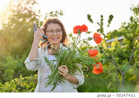 Woman gardener cutting red flowers poppies with garden secateurs Woman gardener cutting red flowers poppies with garden secateurs 70247431