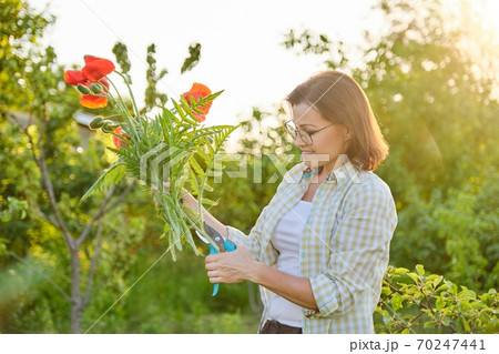 Woman gardener cutting red flowers poppies with garden secateurs Woman gardener cutting red flowers poppies with garden secateurs 70247441