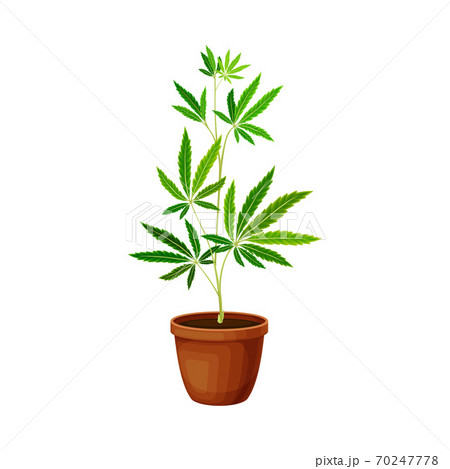 Hemp Seedling Growing in Ceramic Pot Vector Illustration 70247778