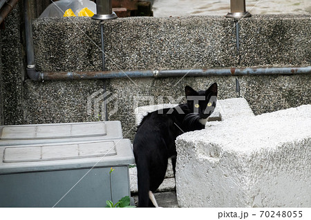 stray black and white cat 70248055