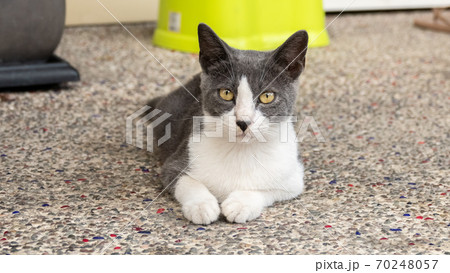 domestic black and white cat domestic black and white cat 70248057