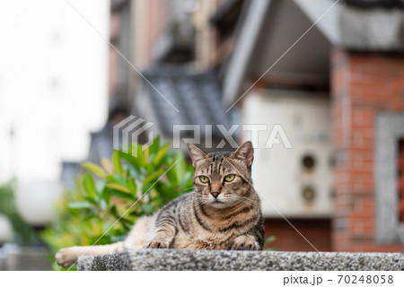 stray fat tabby cat 70248058