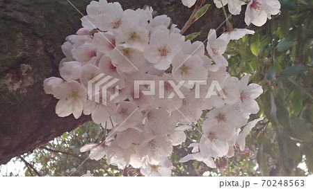 桜 70248563