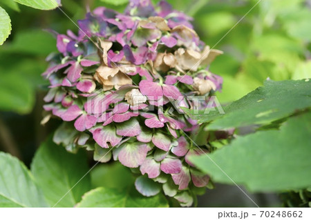 枯れかけの紫陽花 咲き終わりの花の写真素材 [70248662] - PIXTA