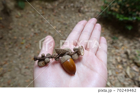 枝と帽子がついたどんぐりを手に乗せる 枝と帽子がついたどんぐりを手に乗せる 70249462