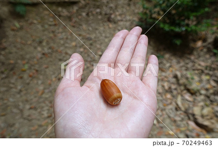 山の綺麗などんぐりを手に乗せる 70249463