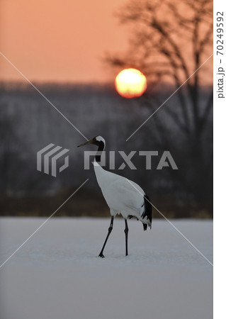 タンチョウ 70249592